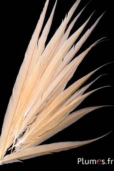 Goldfasan - gebleicht - 65-75 cm - creme